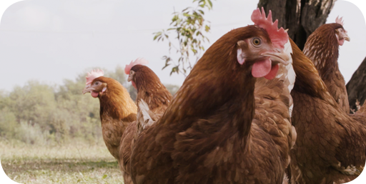 Sabbatani - buono a sapersi - Cos’è il benessere animale